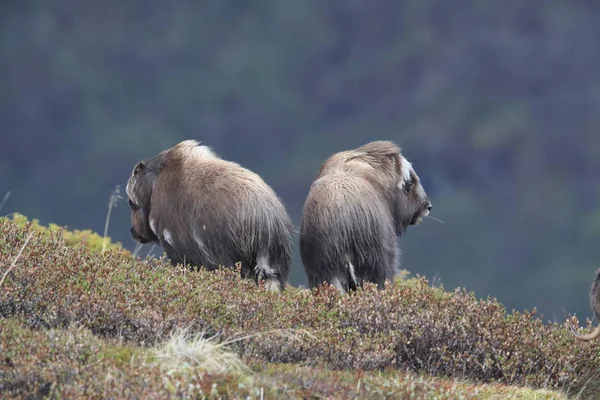Muskox in Dovrefjell national park, Norway — 스톡 사진