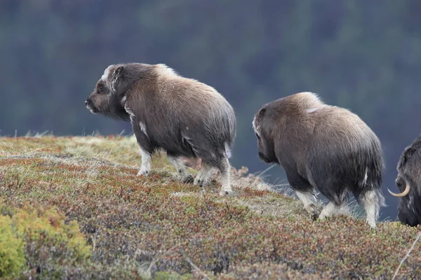 Muskox στο εθνικό πάρκο Dovrefjell, Νορβηγία — Φωτογραφία Αρχείου