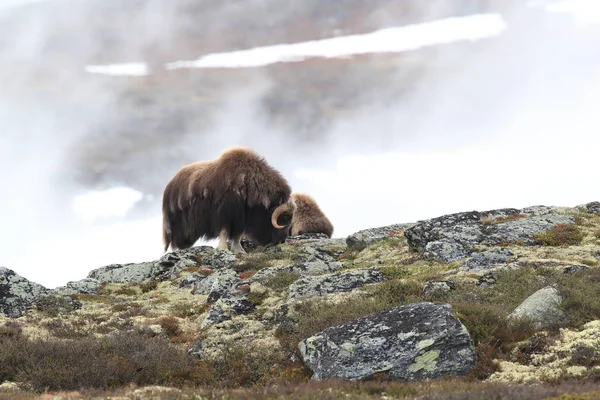 Muskox in Dovrefjell national park, Norway — 图库照片
