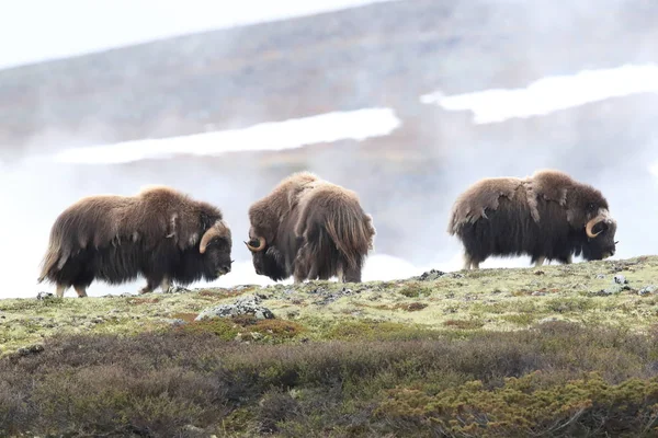 Muskox στο εθνικό πάρκο Dovrefjell, Νορβηγία — Φωτογραφία Αρχείου