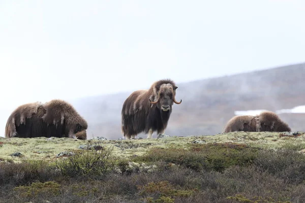 Muskox w Parku Narodowym Dovrefjell, Norwegia — Zdjęcie stockowe