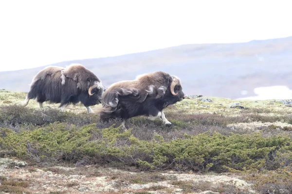 Muskox in Dovrefjell national park, Norway — стокове фото