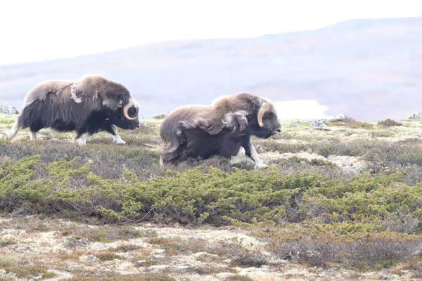 Muskox v Národním parku Dovrefjell, Norsko — Stock fotografie