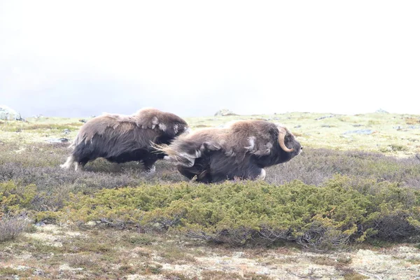 Muskox in Dovrefjell Nationaal Park, Noorwegen — Stockfoto