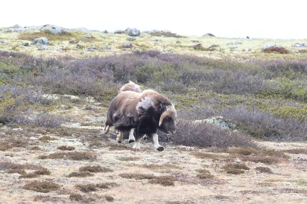 Muskox in Dovrefjell national park, Norway — Stock Photo, Image