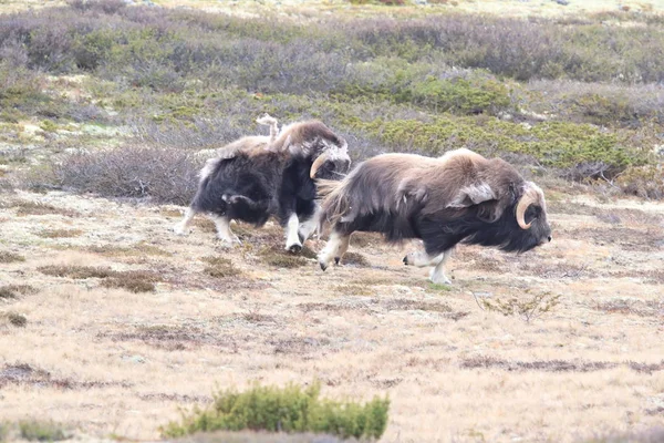 Muskox v Národním parku Dovrefjell, Norsko — Stock fotografie