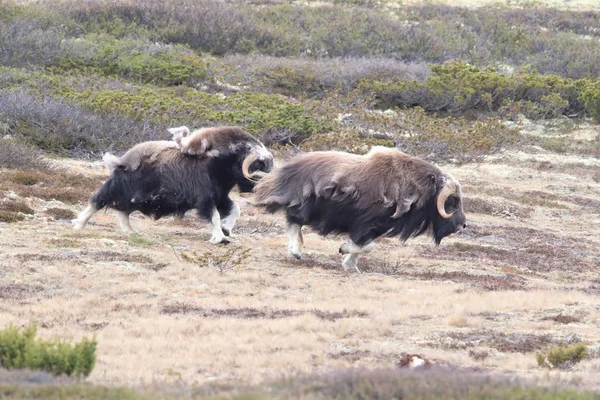 Muskox in Dovrefjell national park, Norway — 스톡 사진