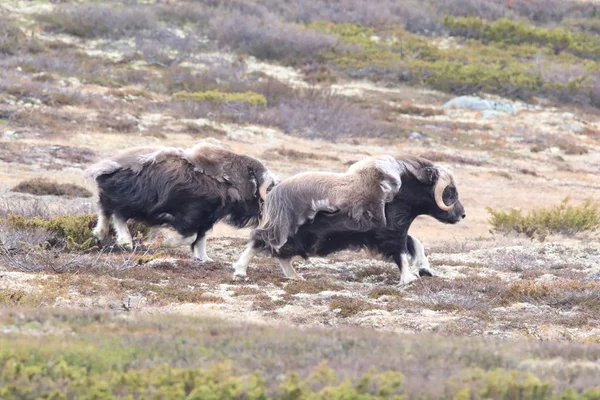 Muskox in Dovrefjell national park, Norway — ストック写真