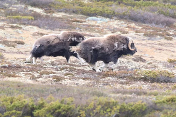 Muskox in Dovrefjell national park, Norway — ストック写真