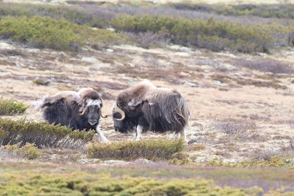 Muskox in Dovrefjell national park, Norway — ストック写真