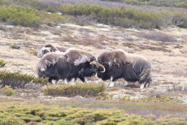 Muskox in Dovrefjell national park, Norway — 스톡 사진