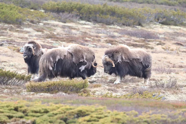 Muskox in Dovrefjell national park, Norway — 图库照片