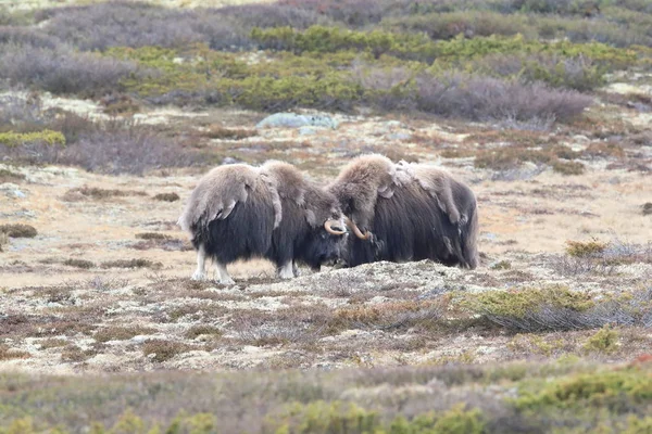 Boeuf musqué dans le parc national de Dovrefjell, Norvège — Photo