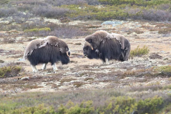 Muskox in Dovrefjell national park, Norway — ストック写真