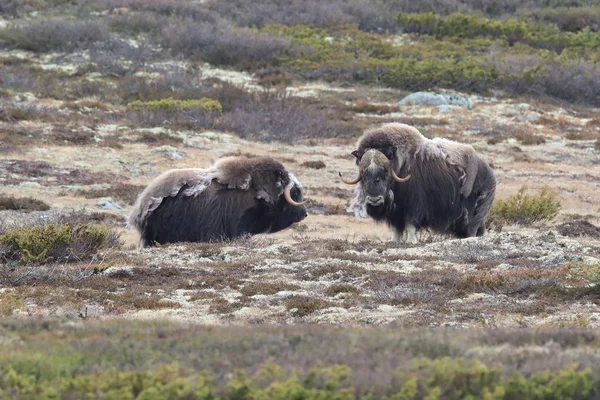 Muskox in Dovrefjell national park, Norway — ストック写真