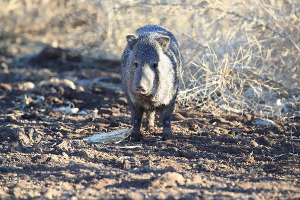Javelina Bosque Del Apache National Wildlife Refuge New Mexico — 스톡 사진