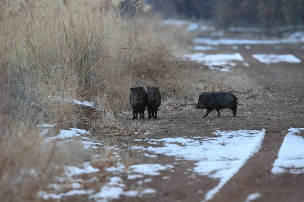 Javelina Bosque Del Apache National Wildlife Refuge New Mexico — стокове фото