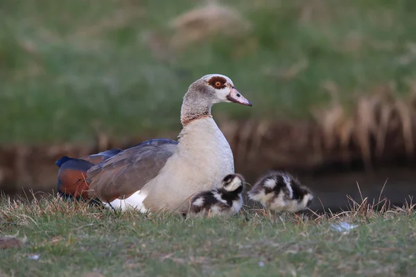 Oie Égyptienne Avec Poussins Alopochen Aegyptiaca Texel Pays Bas — Photo