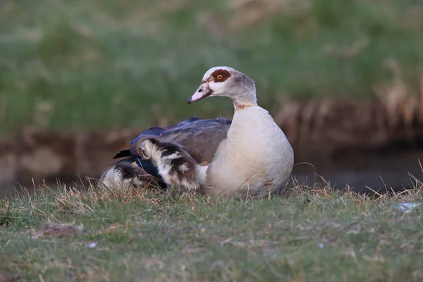 Αιγυπτιακή Χήνα Νεοσσούς Alopochen Aegyptiaca Texel Ολλανδία — Φωτογραφία Αρχείου