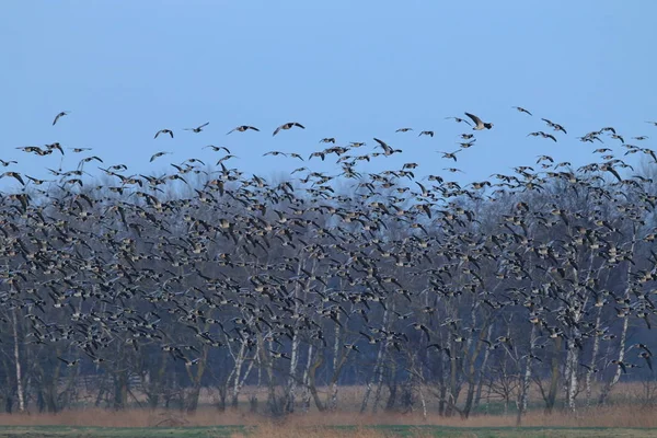 Branta Leucopsis Barnacle Goose Zingst Germany — 图库照片