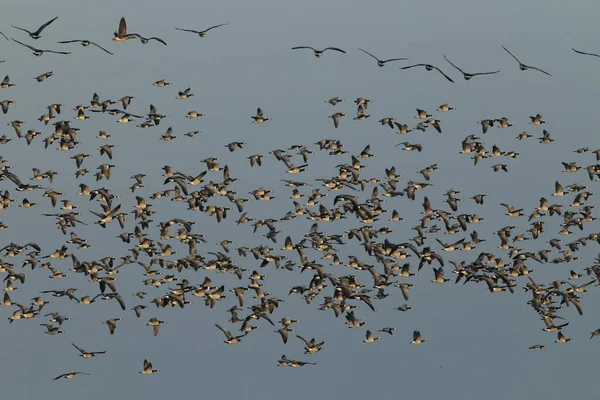 Branta Leucopsis Barnacle Goose Zingst Γερμανία — Φωτογραφία Αρχείου