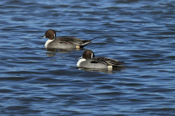 Norra Pintail Ducks övervintrar på Bosque del Apache National W — Stockfoto