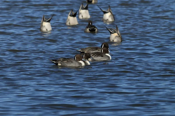 Északi Pintail kacsák telelnek a Bosque del Apache National W-nél — Stock Fotó