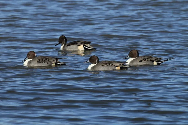 Nördliche Enten überwintern am bosque del apache national w — Stockfoto