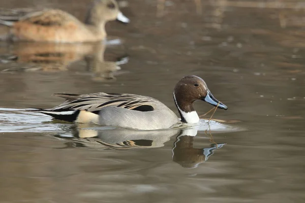 Nördliche Enten überwintern am bosque del apache national w — Stockfoto