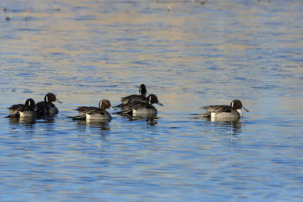 Северные Pintail Ducks зимуют в Bosque del Apache National W — стоковое фото