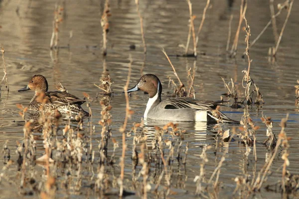 Canards pilets du Nord hivernant à Bosque del Apache National O — Photo