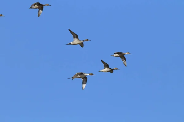 Nördliche Enten überwintern am bosque del apache national w — Stockfoto