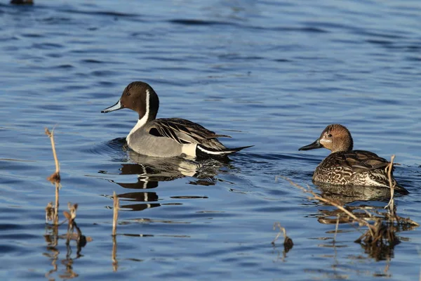 Norra Pintail Ducks övervintrar på Bosque del Apache National W — Stockfoto