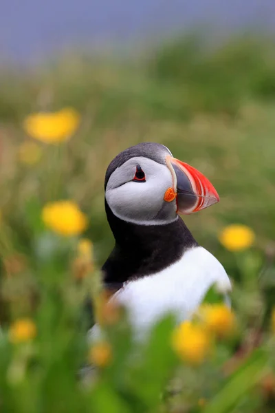 Puffin atlantský (Fratercula arctica), Island — Stock fotografie