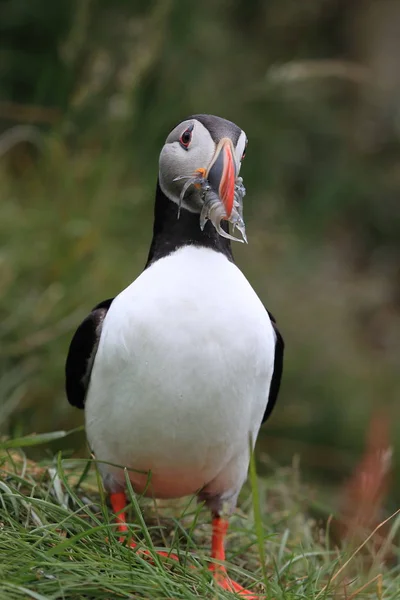 Atlantischer Papageitaucher (fratercula arctica) mit Fisch Ostisland — Stockfoto