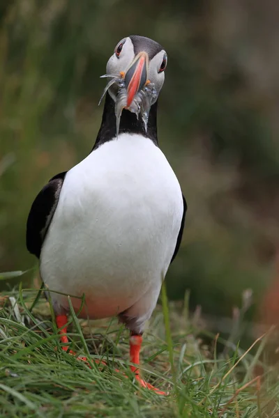 Macareux moine (Fratercula arctica) avec des poissons à l'est de l'Islande — Photo