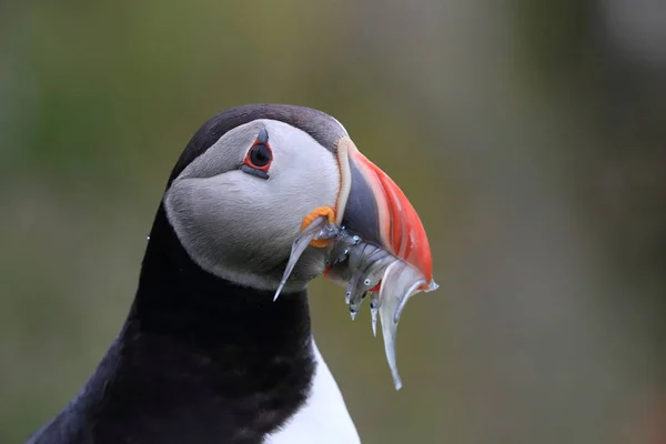 Atlantlunnefågel (Fratercula arctica) med fisk på östra Island — Stockfoto