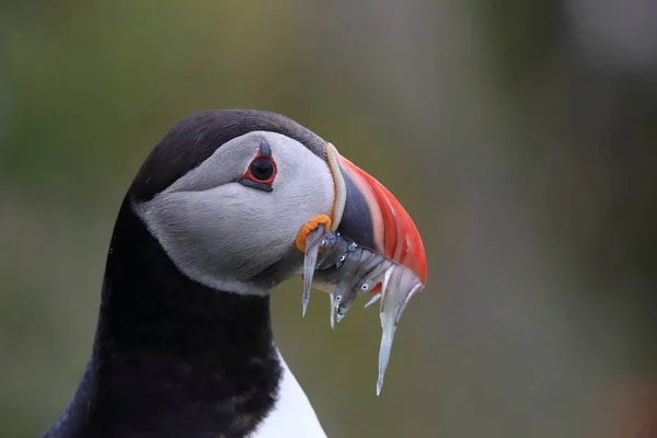 Atlantlunnefågel (Fratercula arctica) med fisk på östra Island — Stockfoto