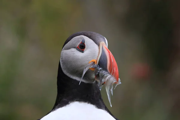 Atlantlunnefågel (Fratercula arctica) med fisk på östra Island — Stockfoto