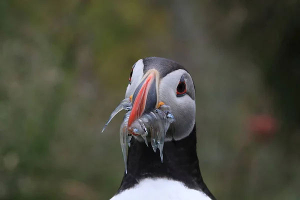 Puffin atlantský (Fratercula arctica) s rybami východně od Islandu — Stock fotografie