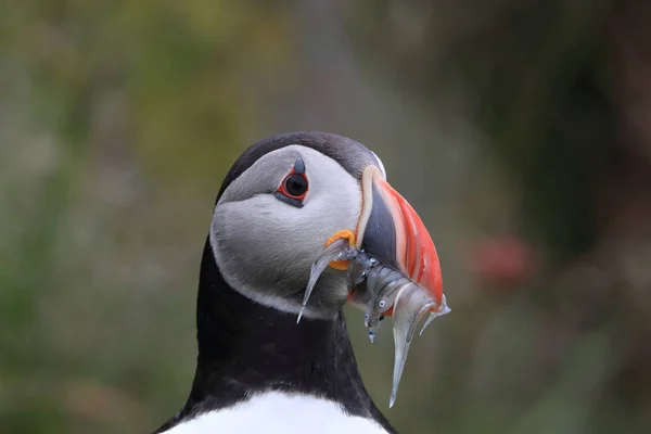 Puffin atlantský (Fratercula arctica) s rybami východně od Islandu — Stock fotografie