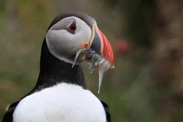 Atlantlunnefågel (Fratercula arctica) med fisk på östra Island — Stockfoto