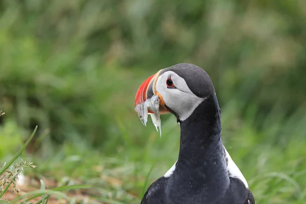 Puffin atlantico (Fratercula arctica) con pesce Islanda orientale — Foto Stock