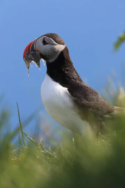 Atlantischer Papageitaucher (fratercula arctica) mit Fisch Ostisland — Stockfoto