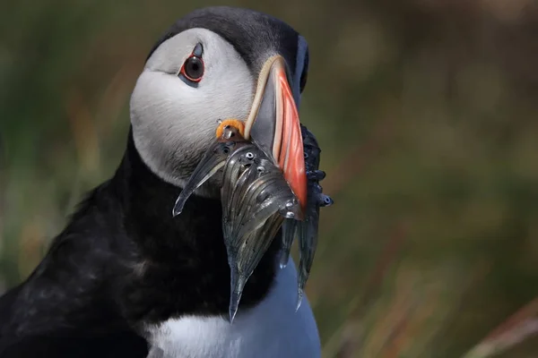 Puffin atlantský (Fratercula arctica) s rybami východně od Islandu — Stock fotografie