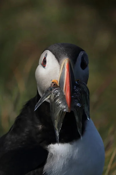 Atlantlunnefågel (Fratercula arctica) med fisk på östra Island — Stockfoto