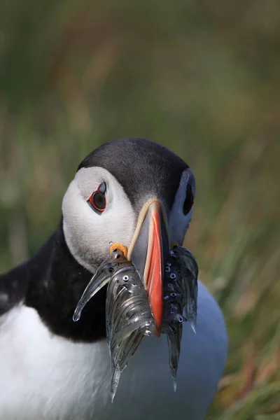 Atlantlunnefågel (Fratercula arctica) med fisk på östra Island — Stockfoto