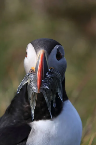 Atlantlunnefågel (Fratercula arctica) med fisk på östra Island — Stockfoto