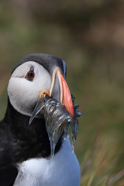 Atlantlunnefågel (Fratercula arctica) med fisk på östra Island — Stockfoto