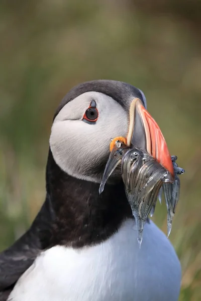 Atlantlunnefågel (Fratercula arctica) med fisk på östra Island — Stockfoto